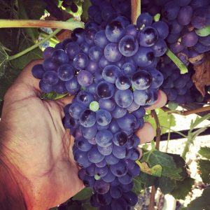 syrah-vino-e-vitigni-di-sicilia