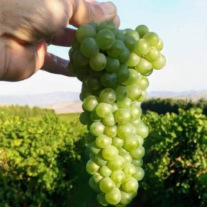 viognier-vino-e-vitigni-di-sicilia