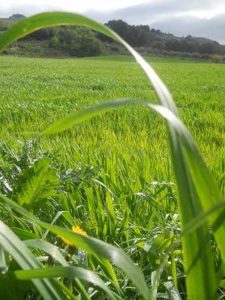 I CAMPI DI GRANO IN SICILIA