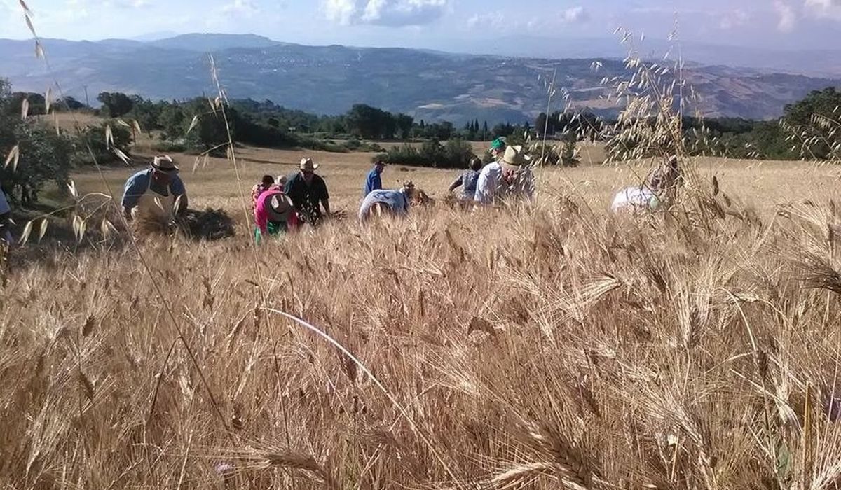 La-Mietitura-i-Grani-Antichi-Siciliani-e-i-benefici