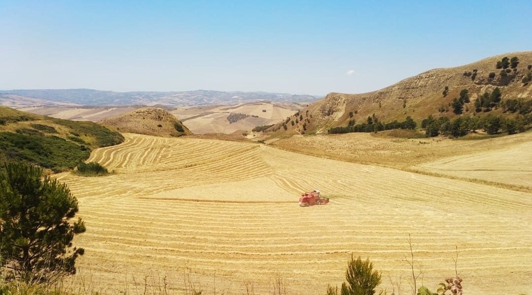 Terre-di-Entella-pasta-grano-duro-biologico-sicilia