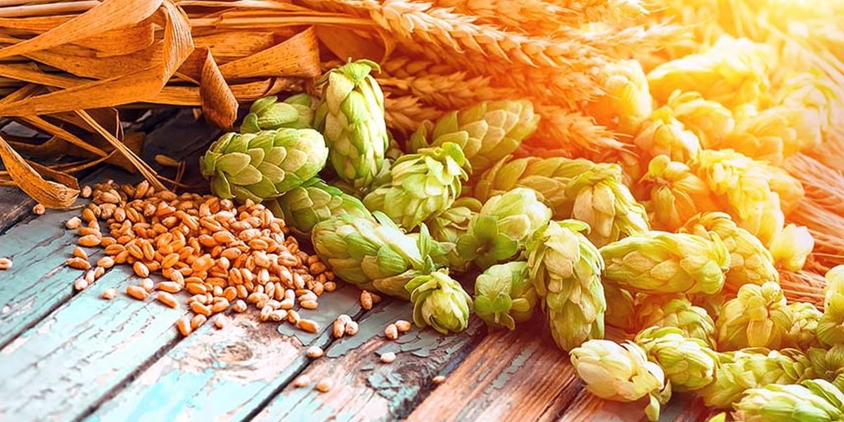 luppolo-malto-orzo-birra-namastè
