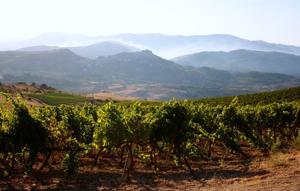 vendemmia-vino-e-vigneti-di-giovanna-sicilia