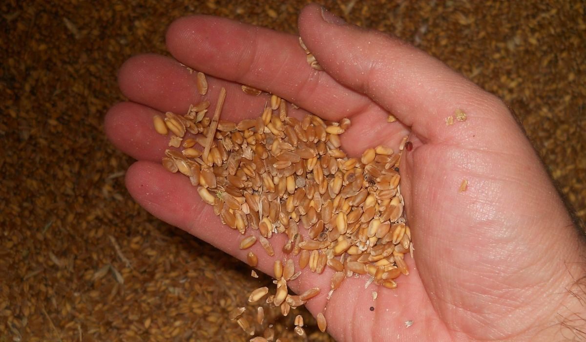 Contadino-di-galluzzo-sicilia-azienda-agricola