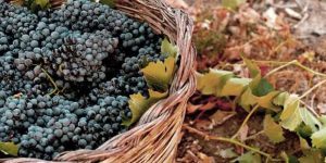 Vini Naturali