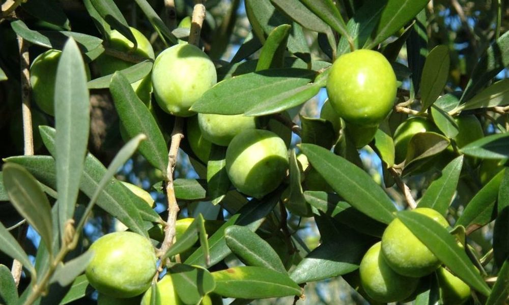 Olive TerraMia Azienda Siciliana di Produzione e Trasformazione